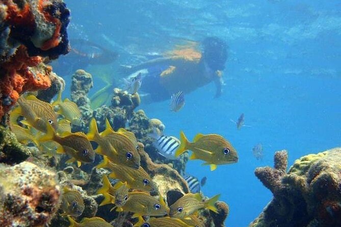5 islands tour to rosario Islands with snorkeling activity! - Stop 3: Isla Grande snorkeling in 45 minutes (gear included, fins not)