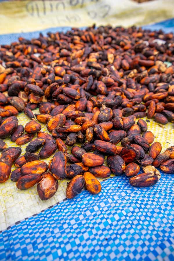 Bean to Bar: Cocoa and Chocolate Workshop - The tasting lineup: white 40%, milk 46%, dark 80%, and 100% cocoa