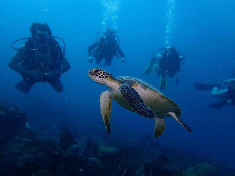 Cartagena: 2 Tanks Dive Plan For CERTIFIED DIVERS - Barú or Salmedina: how the locations change and why that matters