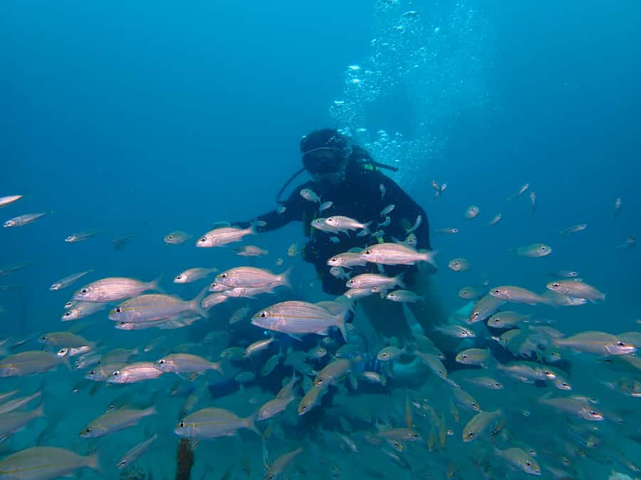 Cartagena: 2 Tanks Dive Plan For CERTIFIED DIVERS - The boat break: fruit snack, surface interval, and recharging