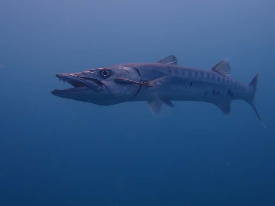 Cartagena: 2 Tanks Dive Plan For CERTIFIED DIVERS - Second underwater session: getting a second look, not just finishing