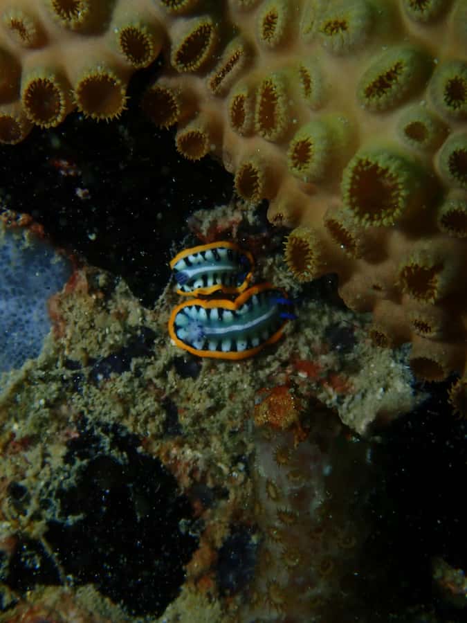 Cartagena: 2 Tanks Dive Plan For CERTIFIED DIVERS - Included photos and videos: how you’ll actually use them
