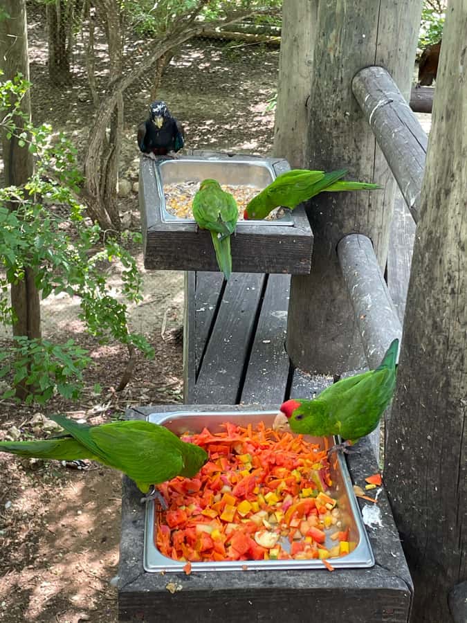 Cartagena: Aviary National Park Tour with Hotel Pickup - Hotel Pickup to Bird Watching: How the Cartagena Ride Works