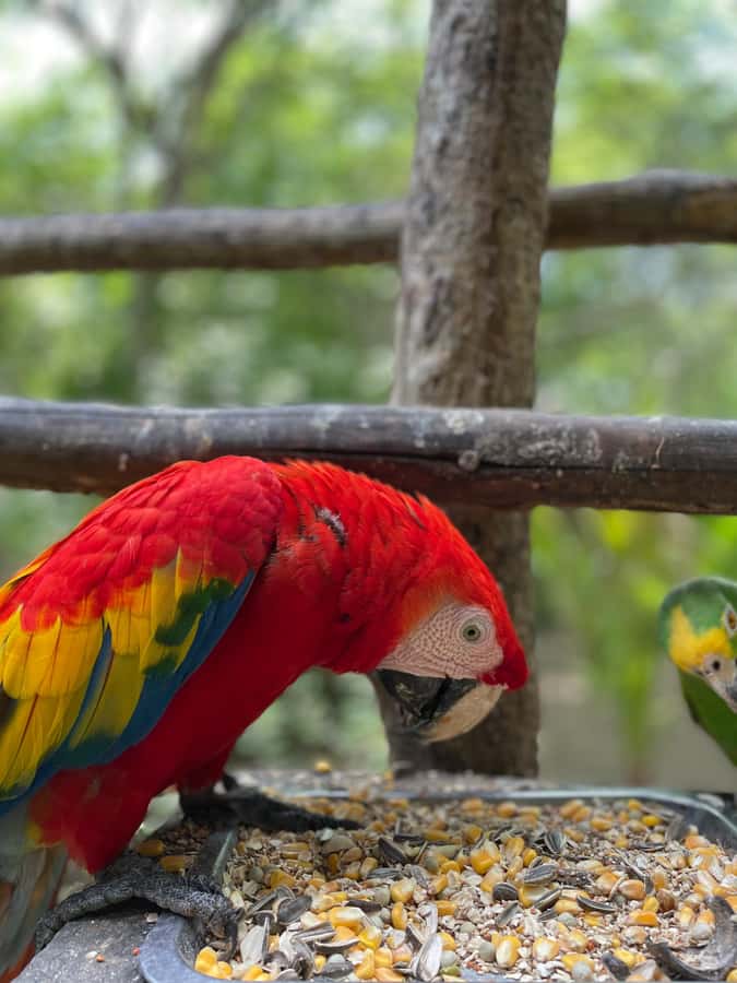 Cartagena: Aviary National Park Tour with Hotel Pickup - Exploring 17 Acres at Your Pace: Walking the Paths Without Getting Lost