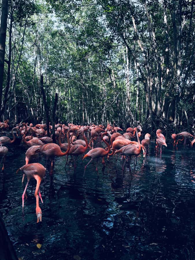 Cartagena: Aviary National Park Tour with Hotel Pickup - Entering the National Aviary of Colombia: Tickets, Species, and What You’ll Actually See