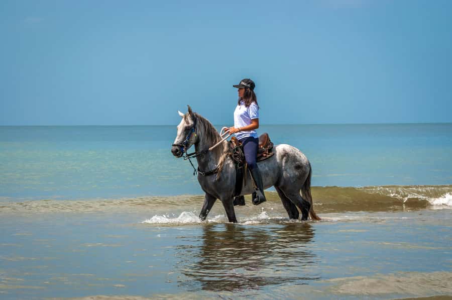 Cartagena: Beach Horse Ride and Colombian Equestrian Culture - Paso Fino Culture: What You Learn Without Turning It Into a Lecture