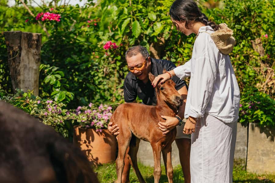 Cartagena: Beach Horse Ride and Colombian Equestrian Culture - The Horse-Training Part: Why This Briefing Is Worth Your Time