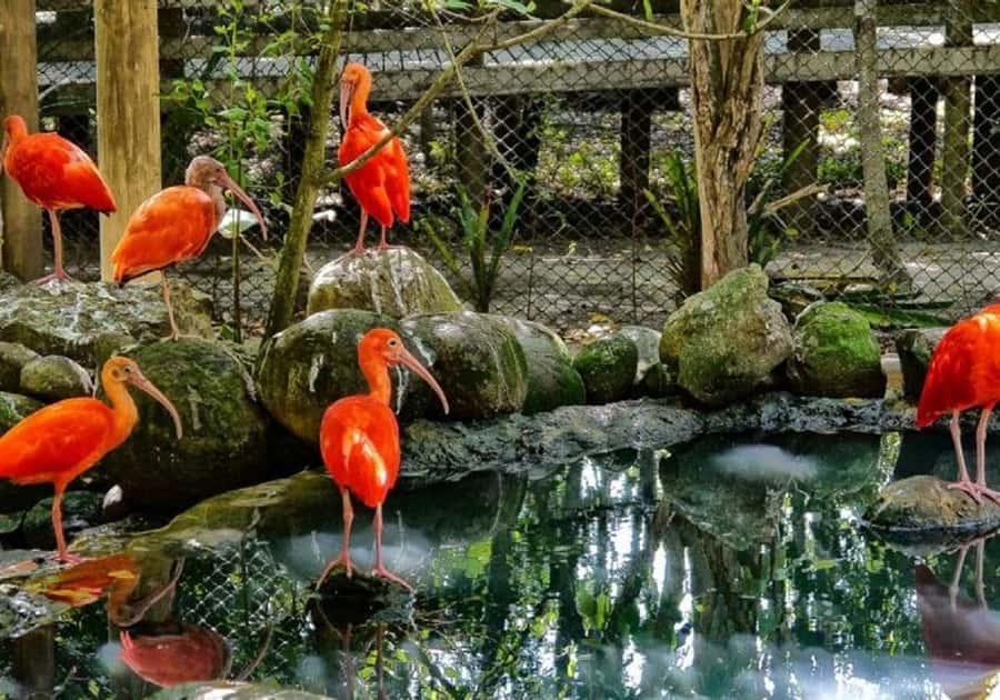 Cartagena: Entrance to the AVIARY with TRANSFER INCLUDED - Key highlights worth your attention
