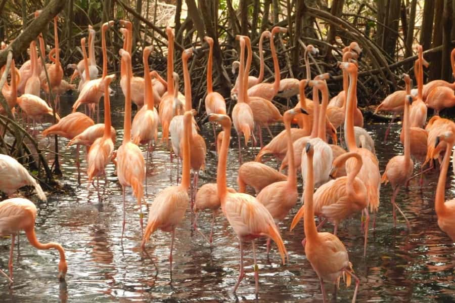 Cartagena: Entrance to the AVIARY with TRANSFER INCLUDED - Beach time on Barú: Playa Blanca with swim-ready convenience