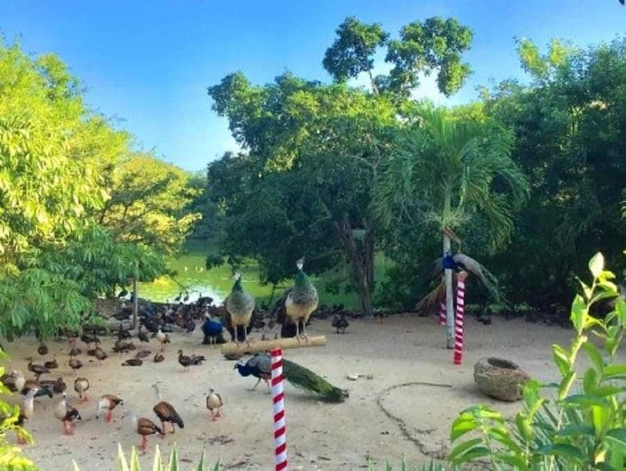 Cartagena: Entrance to the AVIARY with TRANSFER INCLUDED - Who should book this day trip (and who might skip it)