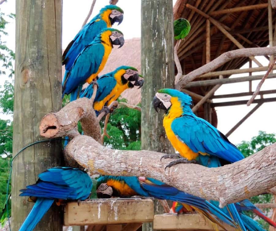 Cartagena: Entrance to the AVIARY with TRANSFER INCLUDED - Should you book Cartagena Aviary + Barú Playa Blanca?