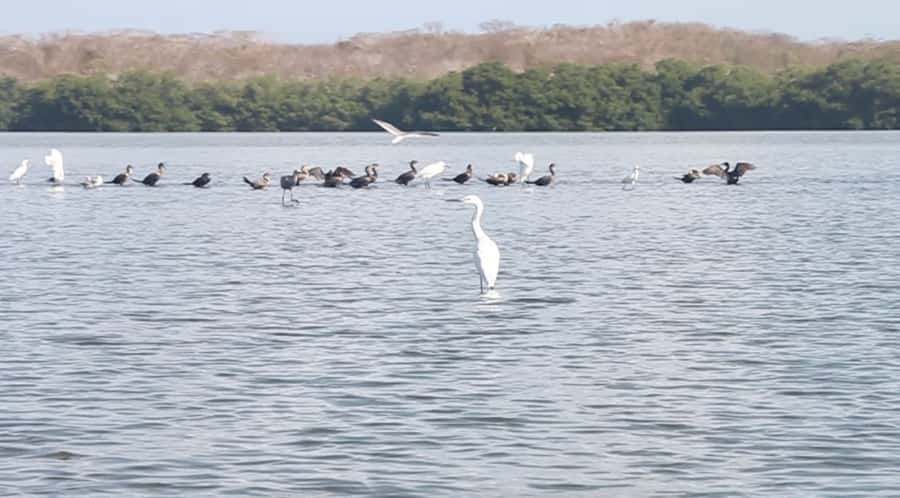 Cartagena Fishing, Crabbing, Birdwatching Experience + Lunch - A 4-hour flow: canoe tunnels, crabbing practice, and bird time
