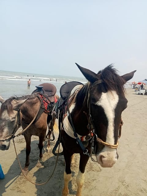 Cartagena: Horse riding on the beaches of Cartagena & PHOTOS - What to Expect on Location (Staff, Horses, and the Flow)