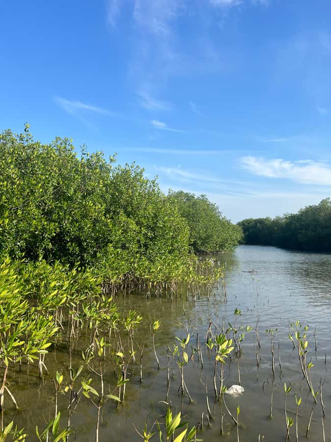 Cartagena: Mangrove Eco Tour & Fishing with Transportation - Cruising the mangroves: biodiversity you can actually notice