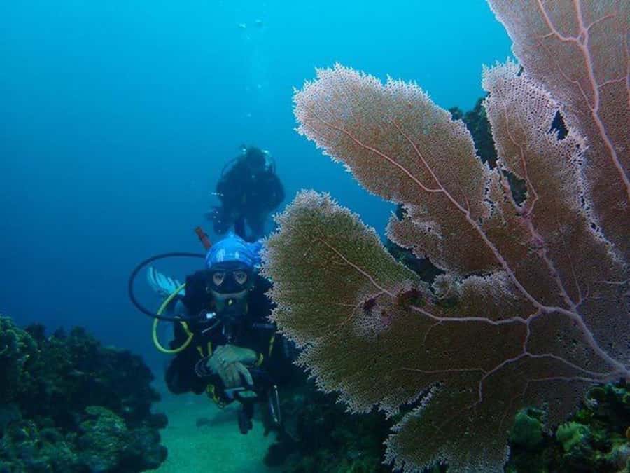 Cartagena: PADI DISCOVER SCUBA / MINICURSO DE BUCEO - The 20-minute online theory session: basics you can use right away