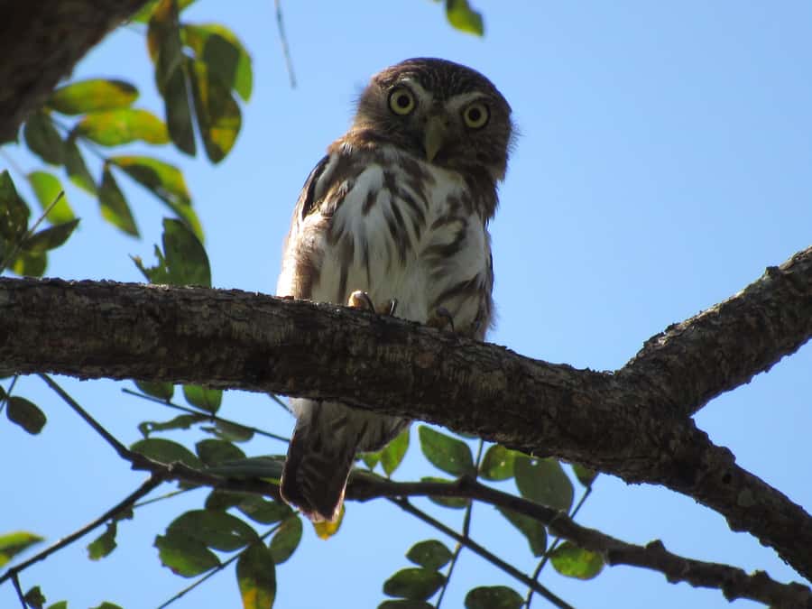 Cartagena: Private Bird-Watching Tour with Breakfast - Key points worth getting excited about