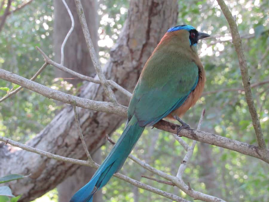 Cartagena: Private Bird-Watching Tour with Breakfast - What to bring (and what will slow you down)