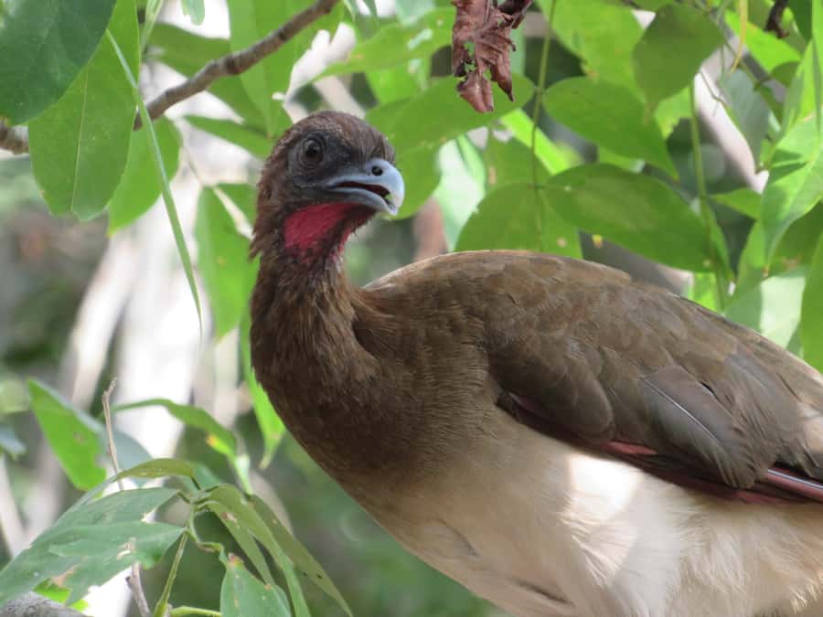 Cartagena: Private Bird-Watching Tour with Breakfast - Why this dawn-only start matters for bird spotting