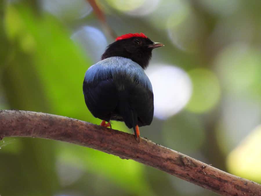 Cartagena: Private Bird-Watching Tour with Breakfast - Tropical forest and gallery forest: where the birds really show up