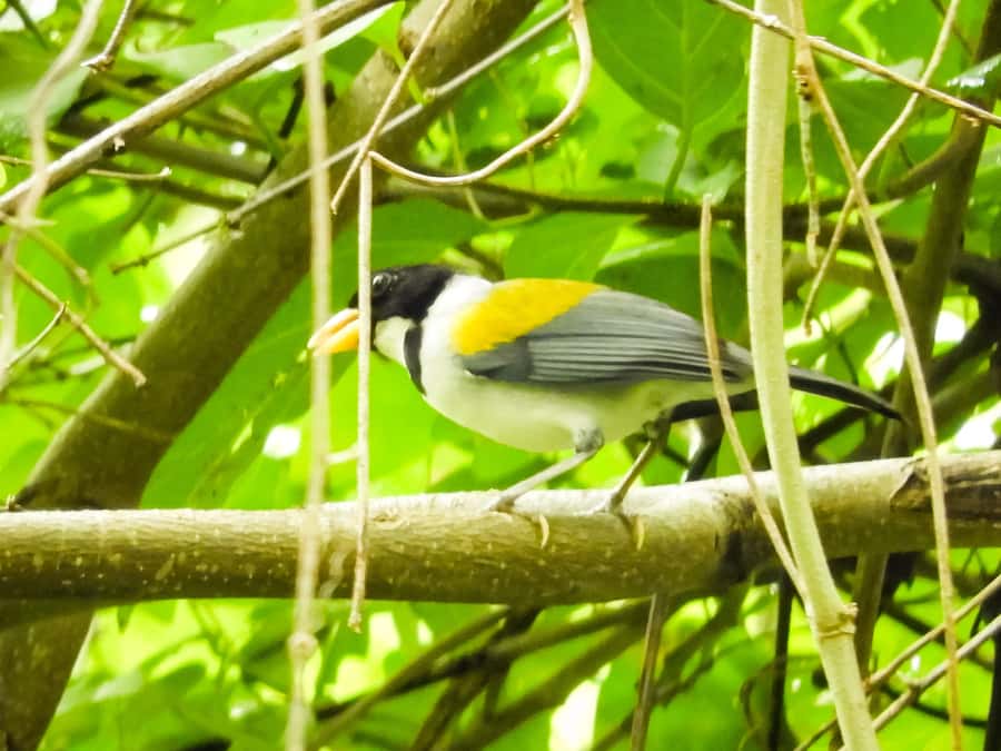 Cartagena: Private Bird-Watching Tour with Breakfast - The bird list you’re building in real time