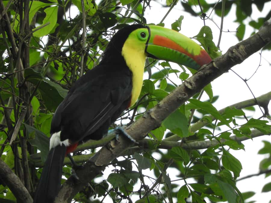 Cartagena: Private Bird-Watching Tour with Breakfast - What you’ll get after the walk: guide photos as a real souvenir