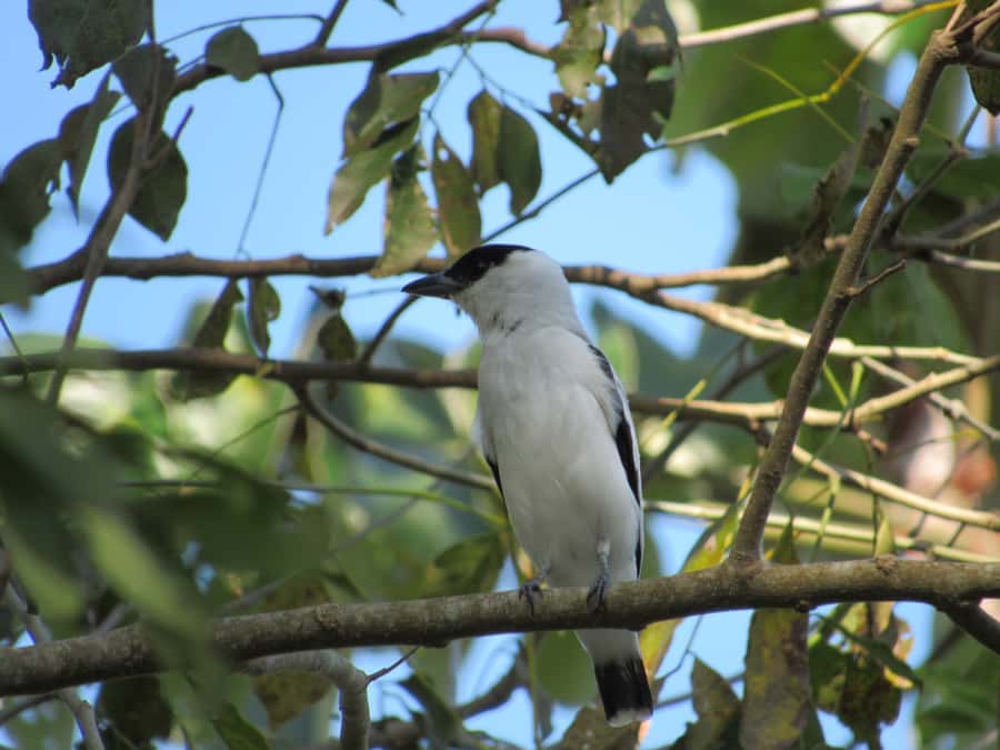 Cartagena: Private Bird-Watching Tour with Breakfast - Who this private tour is best for
