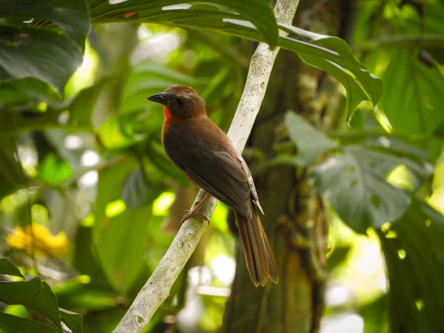 Cartagena: Private Bird-Watching Tour with Breakfast - Price and value: what $338 per group up to 2 really covers