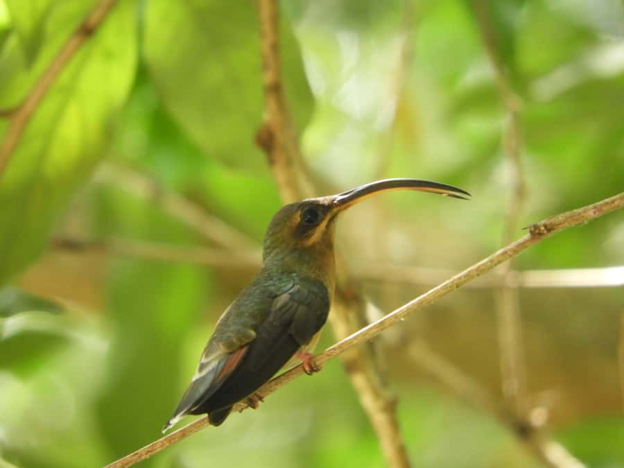 Cartagena: Private Bird-Watching Tour with Breakfast - Getting out of Cartagena: a 55-minute morning reset