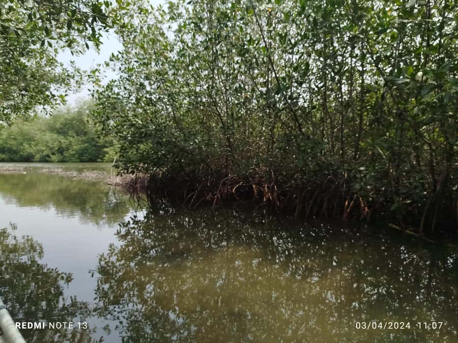 Cartagena: Private Sail in the mangrove GUIDE in ENGLISH - Key highlights you’ll actually care about