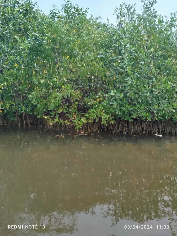 Cartagena: Private Sail in the mangrove GUIDE in ENGLISH - Who this mangrove tunnel sail fits best