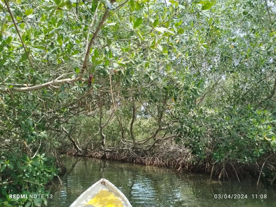Cartagena: Private Sail in the mangrove GUIDE in ENGLISH - The 3-tunnel mangrove ride: what your time on the water looks like