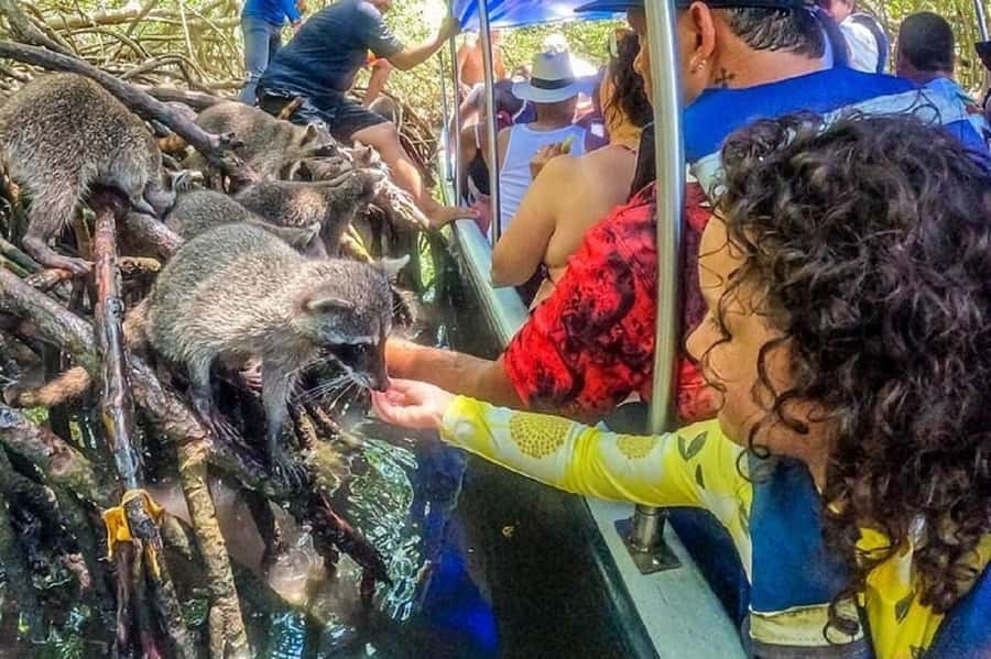 Cartagena: Raccoon Island Snorkel, Mangrove, Photos & Lunch - Group Size and Flow: What Can Make the Day Feel Great or Chaotic