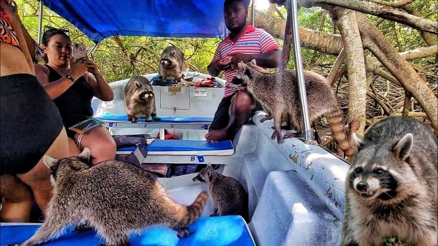 Cartagena: Raccoon Island Snorkel, Mangrove, Photos & Lunch - Pickup Timing and Meeting Points: Don’t Lose 30 Minutes Here