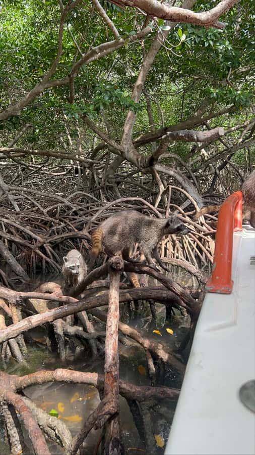Cartagena: Raccoon Island Snorkel, Mangrove, Photos & Lunch - Snorkeling Reality Check: Gear Included, Time May Be Short
