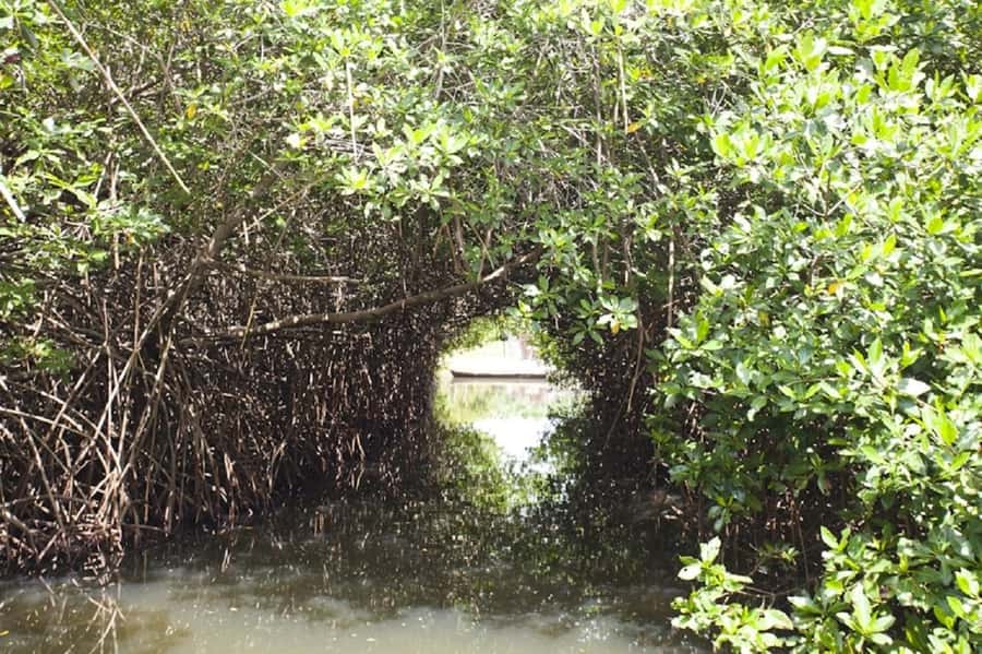 Cartagena: Raccoon Island Snorkel, Mangrove, Photos & Lunch - Price and Value: Is $85 Worth It?