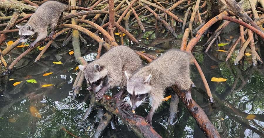 Cartagena: Raccoon Island Snorkel, Mangrove, Photos & Lunch - The Coach Ride: One Hour to Set the Mood
