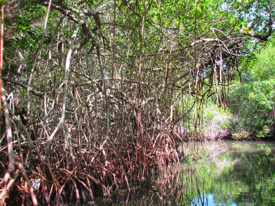 Cartagena: Rosario Island and Mangroves Private Day Trip - Practical Tips: What to Bring for Sun, Water, and Photos