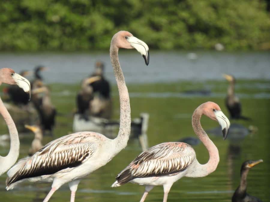Cartagena: Sail in the mangroves of Cartagena - Wildlife Spotting: What You Can Realistically Look For