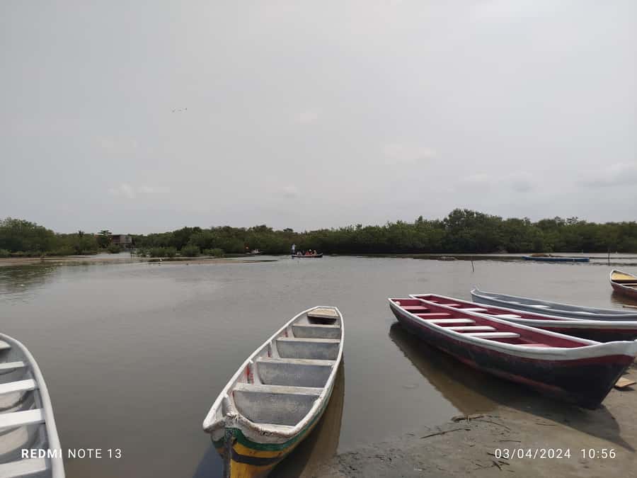 Cartagena: Sail in the mangroves of Cartagena - Mangrove Nature Lessons: Why the Guide Talk Matters