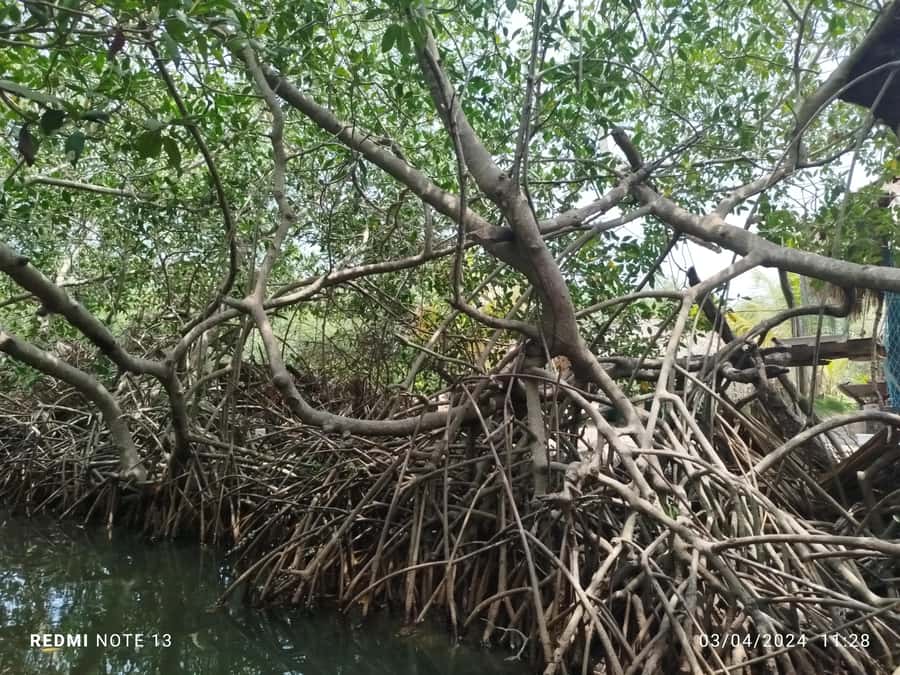 Cartagena: Sail in the mangroves of Cartagena - Small Practical Tips That Make a Big Difference