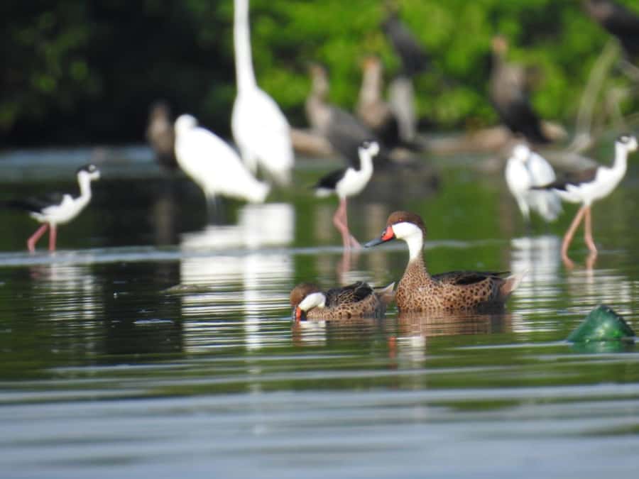 Cartagena: Sail in the mangroves of Cartagena - Should You Book This Mangrove Canoe Sail?