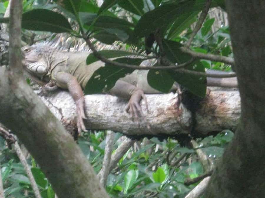 Cartagena: Sail in the mangroves of Cartagena - The Route in Plain English: What You Do During the 2 Hours on the Water