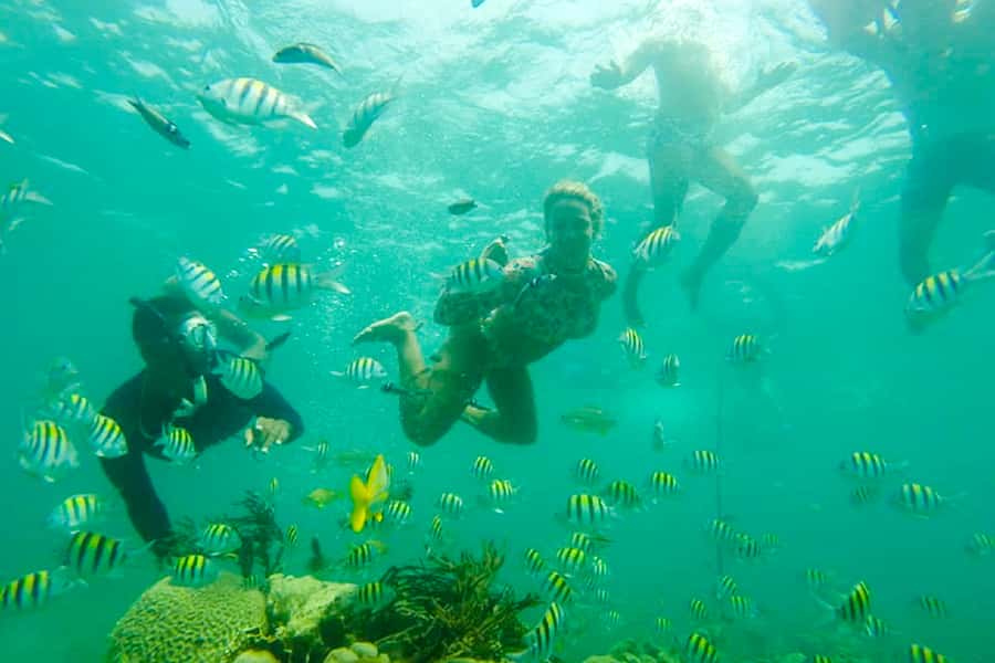 Cartagena: Snorkel, Mangroves and Playa Blanca Tour - Mangrove Walk and Wildlife Spotting: Birds, Iguanas, and the Raccoon Moment