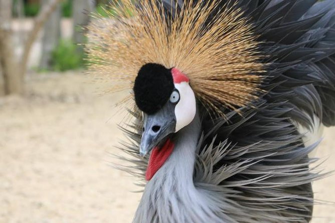 Eco Plan National Aviary and Lunch in Playa Mambo Beach Barú - The Aviary Experience: Trekking Through a Natural Bird Park and Catching the Show
