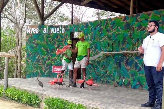 Eco Plan National Aviary and Lunch in Playa Mambo Beach Barú - Lunch on Barú: The Panoramic Walk and Choosing Fish, Chicken, or Vegetables