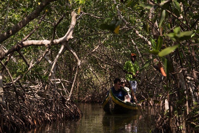Explore La Boquilla’s Mangrove Tunnels with Local Fishermen - From Cartagena pickup to quiet mangrove water