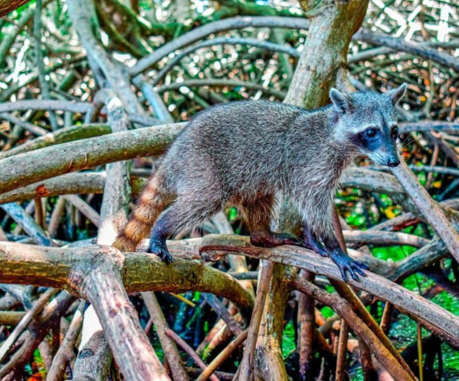 Full Day Barú island: Mangrove +Snorkel + Sunset + Plankton - Key Points That Matter