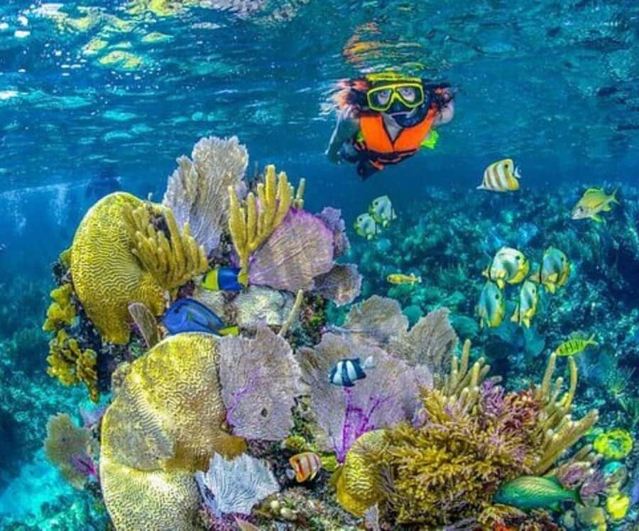 Full Day Barú island: Mangrove +Snorkel + Sunset + Plankton - Who Should Book This Barú Full Day Tour