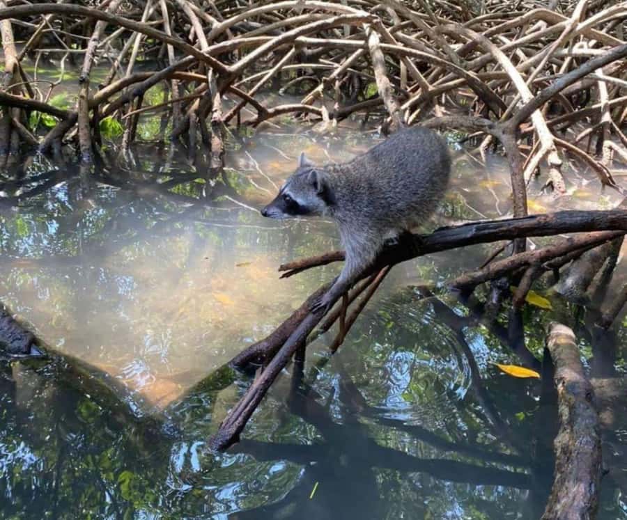 Full Day Barú island: Mangrove +Snorkel + Sunset + Plankton - Mangroves and Raccoons: A Wildlife Moment That Feels Local