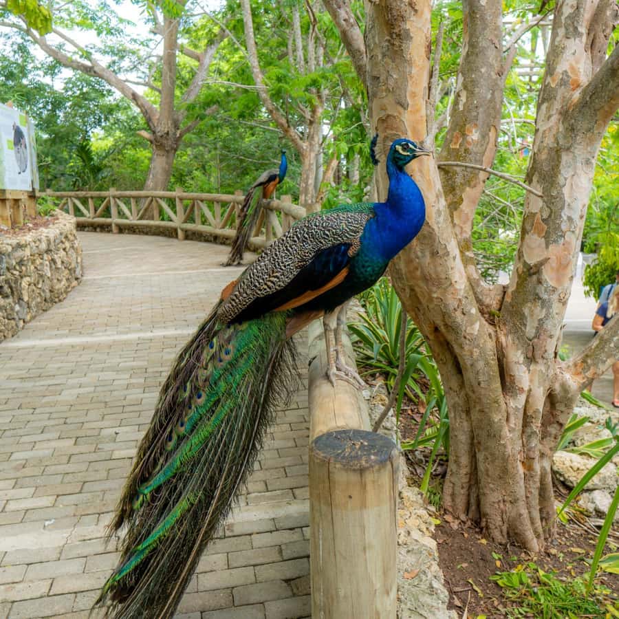 Isla Barú: Beach Club Access and Tour of the National Aviary - Cartagena to Isla Barú: Why this day trip works